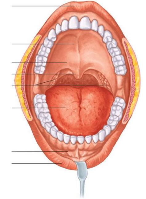 Mouth Diagram | Quizlet