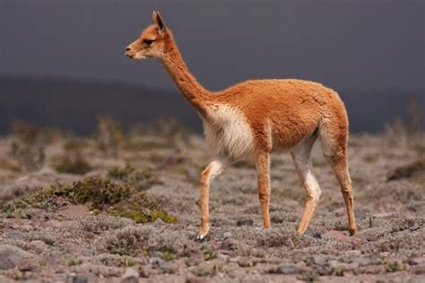 vicuna vicugna vicugna habitat diet  conservation