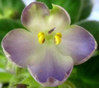 Mac's Momentary Meltdown – bloomlovers.com