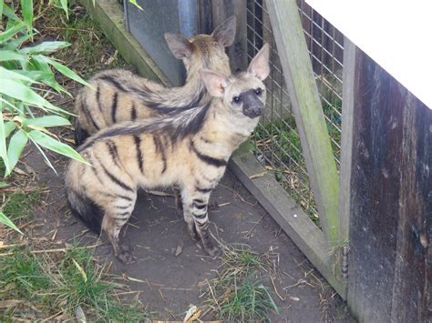 Aardwolves | Aardwolves - taken at the Rare Species Conserva… | Flickr