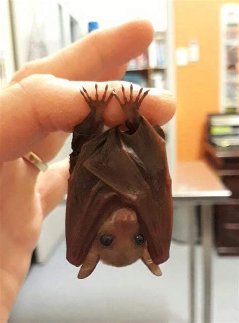 Pixie, northern blossom bat | Cute bat, Cute animals, Animals wild