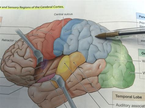 Chapter 14 Association Areas of the Cortex Lab Exam Flashcards | Quizlet