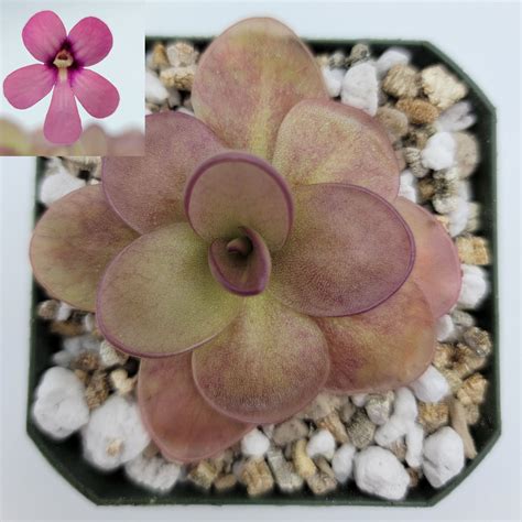 Pinguicula "Peaches" | Rainbow Carnivorous Plants LLC