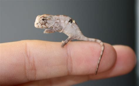 Panther Chameleon Baby