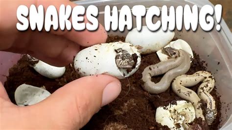 BABY SNAKES HATCHING OUT OF THIER EGGS! - YouTube