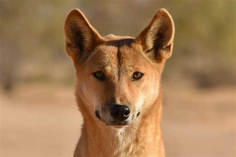 Dingoes' diet options are widening as food and water becomes scarce