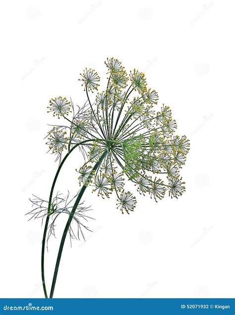 Flowering Plant of Dill Isolated Stock Photo - Image of blossom