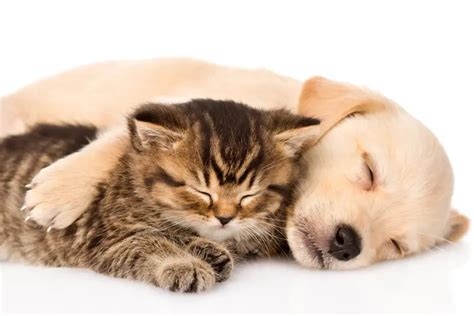 paw  tales  pets  habituating  socialisation