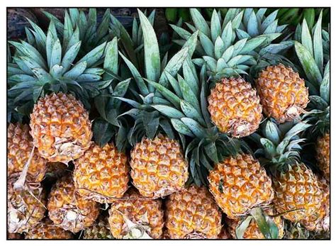 pina pinya ananas comosus  pineapple bo luo philippine medicinal