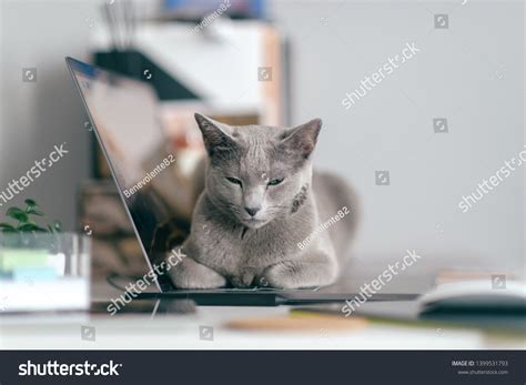 Beautiful Russian Blue Cat Funny Emotional Stock Photo (Edit Now ...