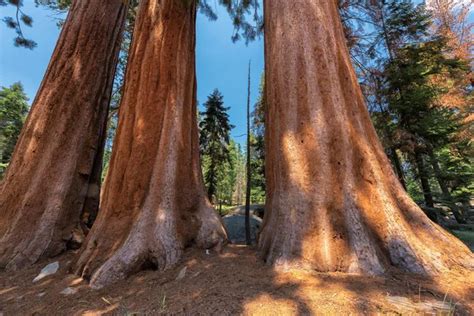 Giant Sequoia redwood trees Stock Photo by ©luckyphotographer 168437464