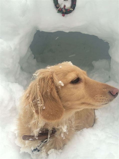 Doggy Dreams in Hakuba: Finding Pet-Friendly Accommodations and
