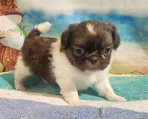 Pekingese (Peke) Puppies For Sale