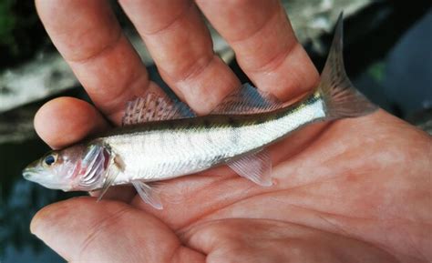 premium photo zander fish