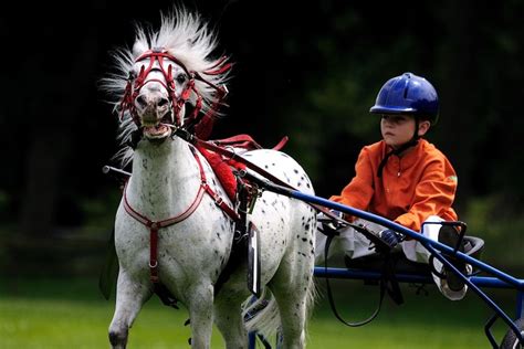 Miniature Horse Tack The Best for your Horse. - Back Roads Living