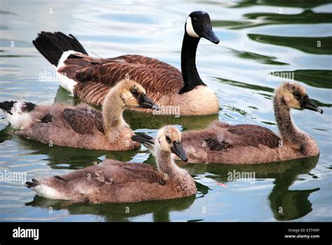 Canada goose,parades across the park pond with its young Stock Photo ...