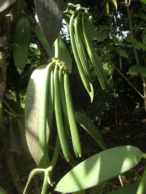 Food Blog - Top Rated Food Products - Nielsen-Massey Madagascar Bourbon