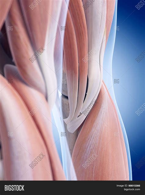 Medically Accurate Image & Photo (Free Trial) | Bigstock