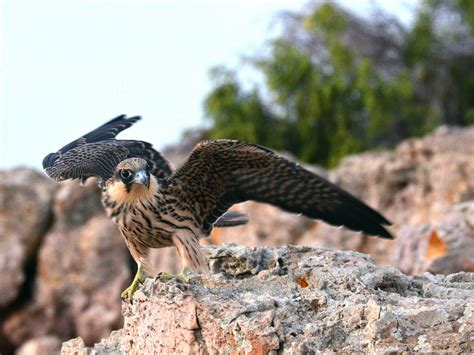 Eleonora’s Falcon Bird Facts (Falco eleonorae) | Bird Fact