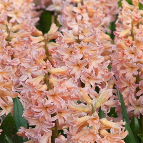 Hyacinth Gipsy Queen Bulbs | Wholesale Pricing | Colorblends®