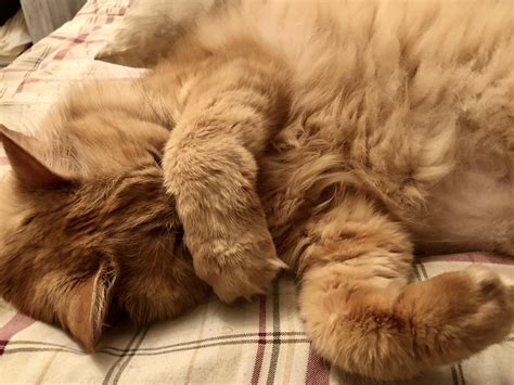 why do cats cover their face when they sleep 5