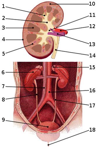 Free Anatomy Quiz - The Anatomy of the Urinary System, Quiz 1