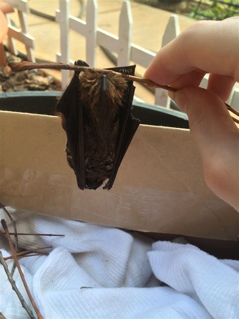 Hawaiian hoary bat I found a few years ago | Bat, Cute bat, Batting