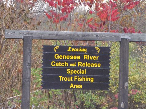 Water Nymphs | Rivertop Rambles