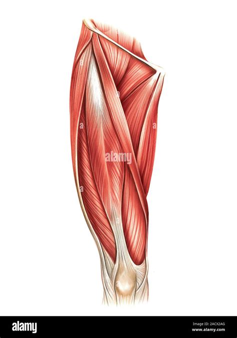 anterior thigh muscles blank