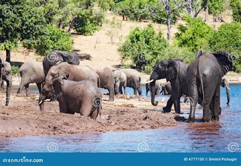 Herd of elephants stock photo. Image of green, rest, relax - 4777150