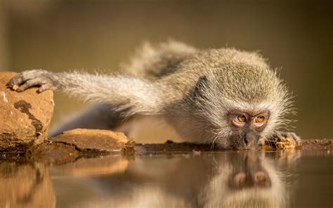 Wallpaper Monkey drink water 1920x1440 Picture, Image