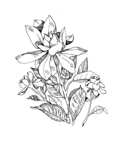 Jasmine Flower Drawing at PaintingValley.com | Explore collection of ...