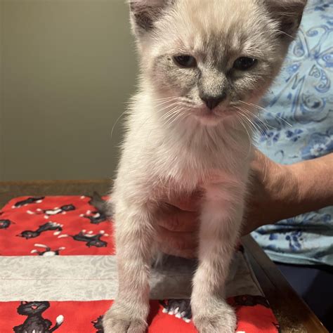 Adopt Mt Adams Today - Find Paw Pal