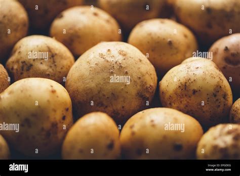 Fresh potato tubers Stock Photo - Alamy