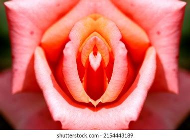 「女性 クリトリス」の2894点のロイヤリティフリー画像、写真素材、絵 | Shutterstock