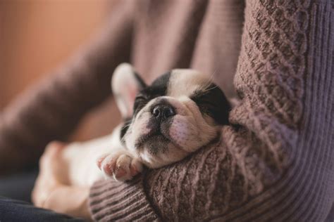 A Puppy's Secret Moment