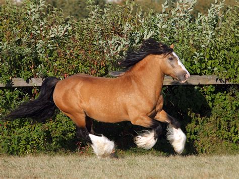Gypsy Vanner Horse Breed Profile