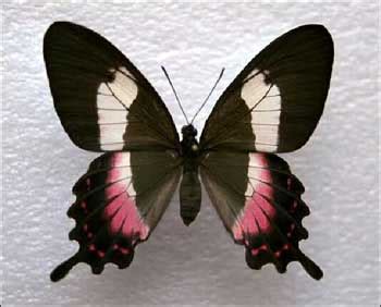 Wikipedia Borboleta - Borboleta-da-restinga – Wikipédia, a enciclopédia livre