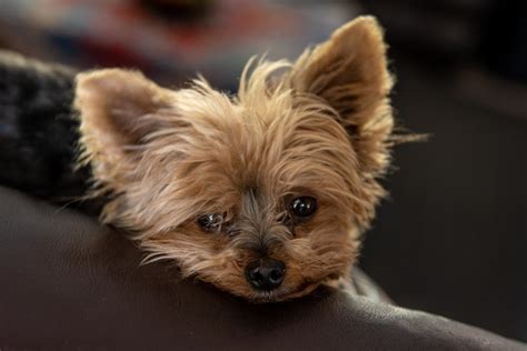 What Do You Call a Mix Between a Bichon Frise and Yorkshire Terrier ...