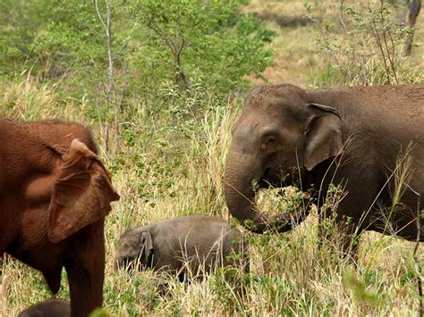 Udawalawe Safari Camp | Safari Camping in Udawalawe | Udawalawe Safari ...