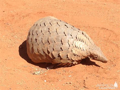 Giant Pangolin | AfricaHunting.com