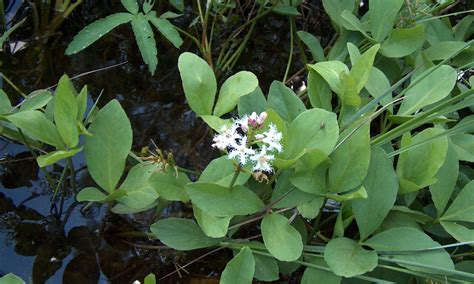 raate pihastudio puutarhablogi entti oy