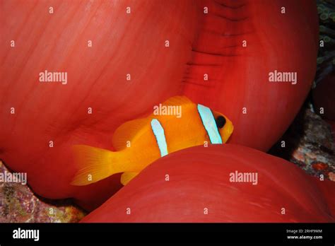 Mare e Oceano Stock Photo - Alamy