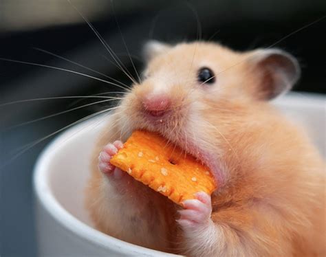 Cute Hamster Eating from a Bowl: Memory Tag Moment