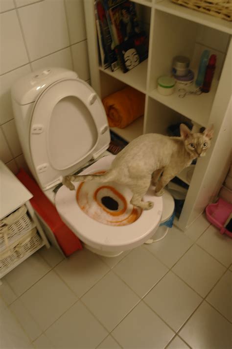 The Operacats: Litter Kwitter experience