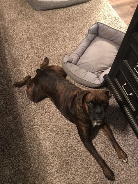 Adorable boxer sploot. : r/sploot