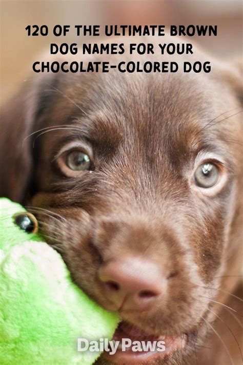 120 of the Ultimutt Brown Dog Names for Your Chocolate-Colored Pup ...