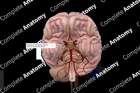 Posterior Cerebral Artery (Right) | Complete Anatomy