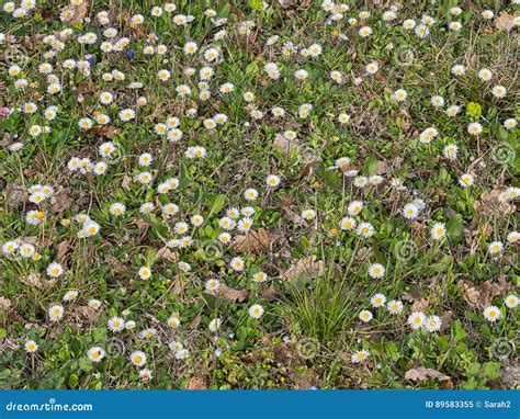 Daisy Lawn. Weeds but Beautiful. Stock Image - Image of flowers, summer ...