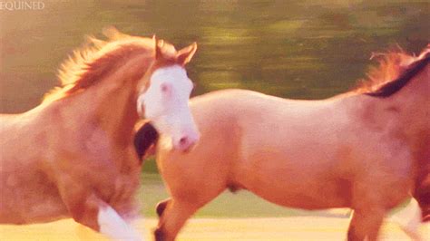 Horse Gif - IceGif